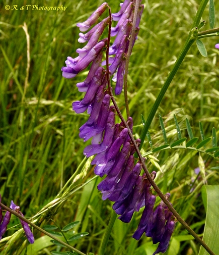 {Vicia villosa}